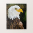 Search for american bald eagle puzzles Patriotic
