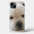 Search for resting cases Puppy