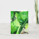 Search for peppers photography Green