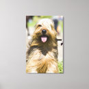 Search for front pet supplies Outdoors