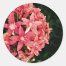 Search for digital photo stickers Floral