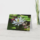 Search for waterlily cards Pond