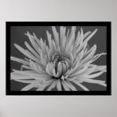 Search for black spider posters Black and white