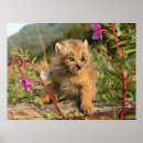 Search for lynx posters Wild cat