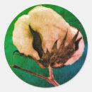 Search for cotton boll Southern