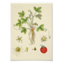 Search for wild strawberry posters Vintage