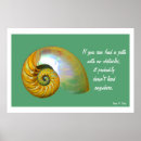 Search for nautilus shells posters Seashell