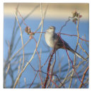 Search for mockingbird Northern mockingbird