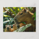 Search for habitat postcards Jungle