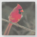 Search for cardinal coasters Wildlife