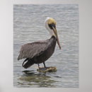 Search for pelican posters Florida