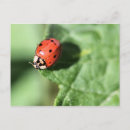 Search for bug postcards Red