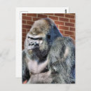 Search for funny gorilla postcards Gorillas