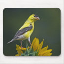 Search for goldfinch mousepads Nature
