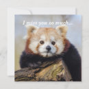 Search for red panda valentines day cards Bear