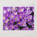 Search for purple crocus postcards Crocuses