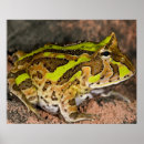 Search for brazilian posters Wildlife