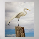 Search for myer posters Bird