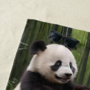 Search for panda beach towels Bamboo