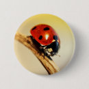 Search for ladybird badges Insect