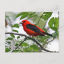 Search for scarlet postcards Tanager