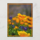 Search for reach postcards Flowers