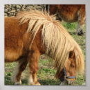 Search for shetland posters Horse
