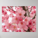 Search for cherry blossom posters Welcome