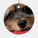 Search for moxy Puppy