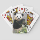 Search for panda playing cards Wildlife