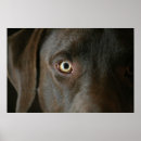 Search for chocolate lab art Brown