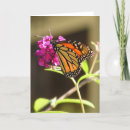 Search for monarch cards Insect