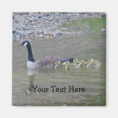 Search for geese magnets Wildlife