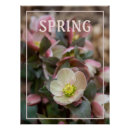 Search for spring bud posters Buds