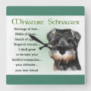 Search for schnauzer clocks Puppies