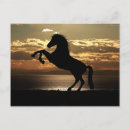 Search for colt postcards Stallion