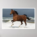 Search for runing Animals