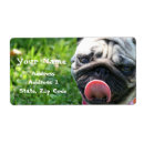 Search for pups labels Pet