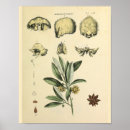 Search for skull and bones art Vintage