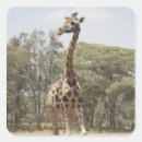 Search for rural labels Africa