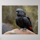 Search for black cockatoo posters Bird