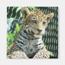 Search for jaguar magnets Nature