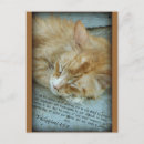 Search for catnap postcards Feline