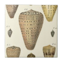 Search for shell the tiles Ocean