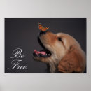 Search for pet photography posters Golden retriever