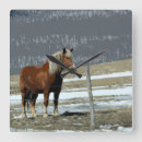 Search for horse clocks Farm