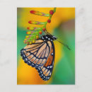 Search for viceroy postcards Orange