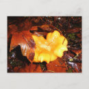 Search for mushroom horizontal postcards Chanterelle