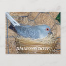 Search for nesting postcards Dove