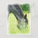 Search for brown vertical postcards Pony